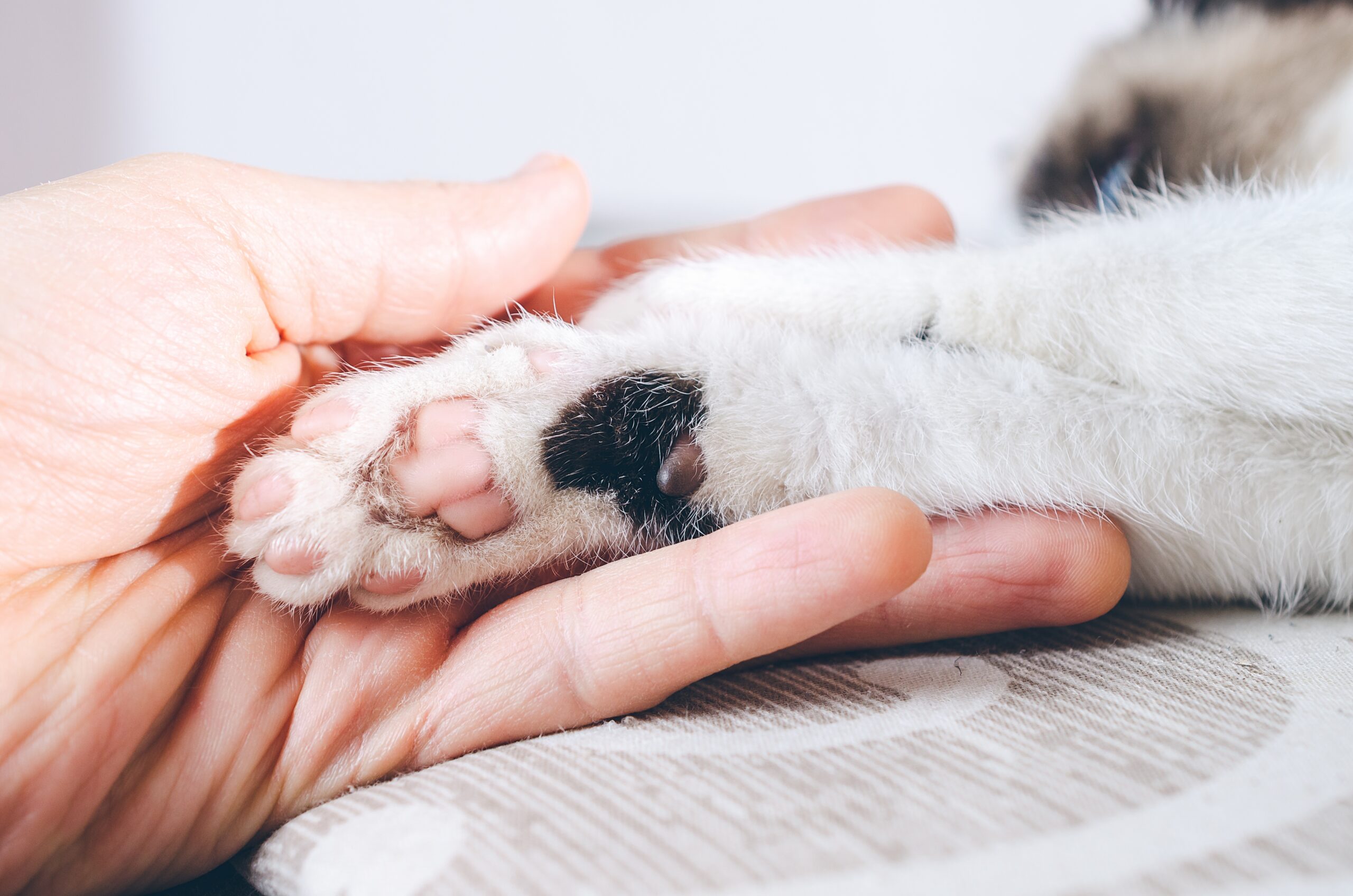 EnteroZOO: domácí veterinární „záchranka“